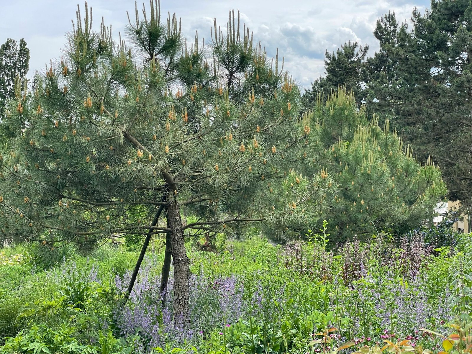 a pine tree in the middle of a field